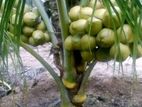 රන් තැබිලි පැළ ( Tabili Plant )