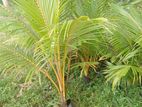 රන් තැබිලි පැළ( Tabili plant )