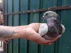 Pigeon