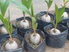 රන්තැඹිලි පැළ| Golden King Coconut Plant