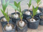 රන්තැඹිලි පැළ