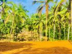 Road Facing Land For Sale in Thalagala