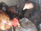 Chicken