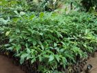 රොබොරෝසියා පැල