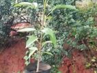රොබොරෝසියා පැල (ශ්‍රී ලoකා සකුරා)
