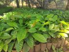 රොබොස්ටා වර්ගයේ කෝපි පැළ ( Robusta Coffee Plants )