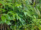 රොබරෝසියා පැල