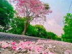 රොබරෝසියා පැල (sri Lankan Sakura)