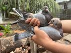 Rock Pigeon