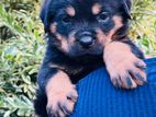 Rottweiler Puppies