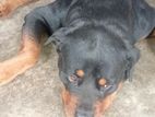 Rottweiler Dog