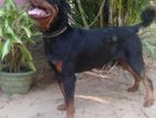 Rottweiler Male Dog