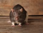 Rodent Control Treatments