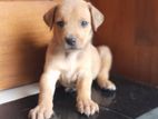 Rodeshien Ridgeback Puppies
