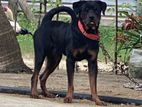 Rottweiler Male Dog
