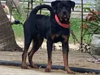 Rottweiler Male Dog