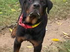Rottweiler