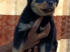 Rottweiler Puppies