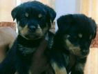 Rodwiller Puppy
