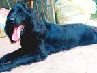 Cocker Spaniel Puppy