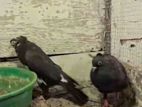 Roller Pigeon
