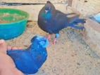 Roller Pigeon