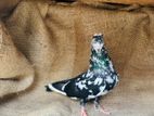 Roller Male Pigeon