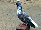 Roller pigeon