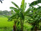Room for Rent in Nugegoda – Thalapathpitiya