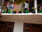 Room for Rent - Peradeniya