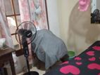 Rooms for Rent Girls Nugegoda