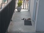 Rooms for rent at Mt Lavinia
