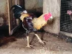 Rooster