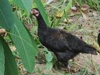 Rooster with hand Chick