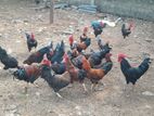 Rooster With Hen