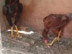 Rooster and Hen