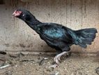 Roosters