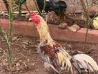 Rooster&Hen