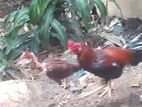 Rooster with Hen