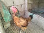 Rooster