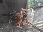 Rooster Chicks