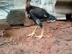 Rooster Chicks