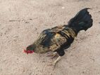Rooster