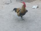 Rooster