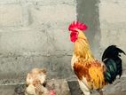 Aseel Rooster