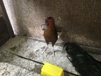 Rooster
