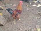 Farm Chickens