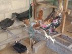 Roosters