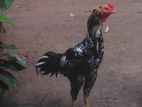 Rooster