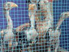 Farm Hens
